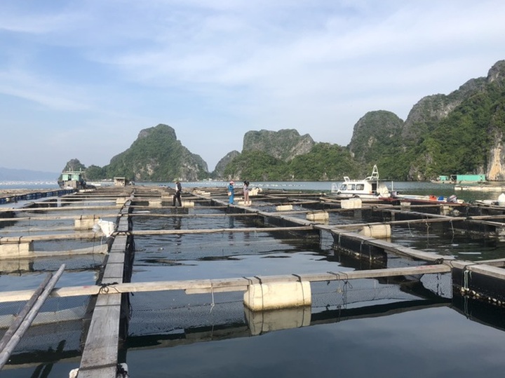 Ế 520 tấn cá song, 6.000 tấn hàu tại vựa hải sản Vân Đồn - 3