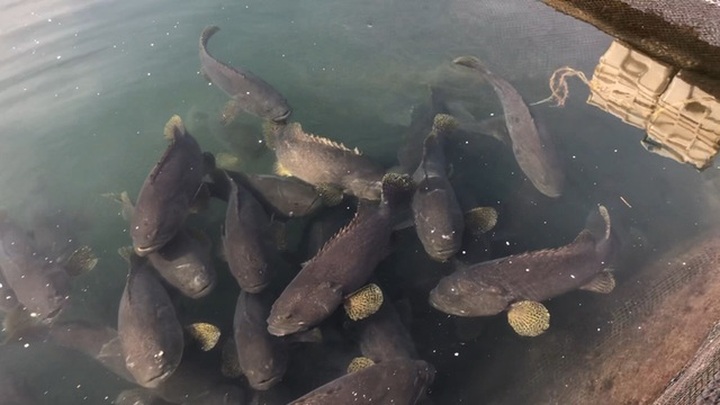 Ế 520 tấn cá song, 6.000 tấn hàu tại vựa hải sản Vân Đồn - 5