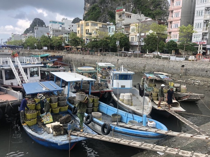 Ế 520 tấn cá song, 6.000 tấn hàu tại vựa hải sản Vân Đồn - 8