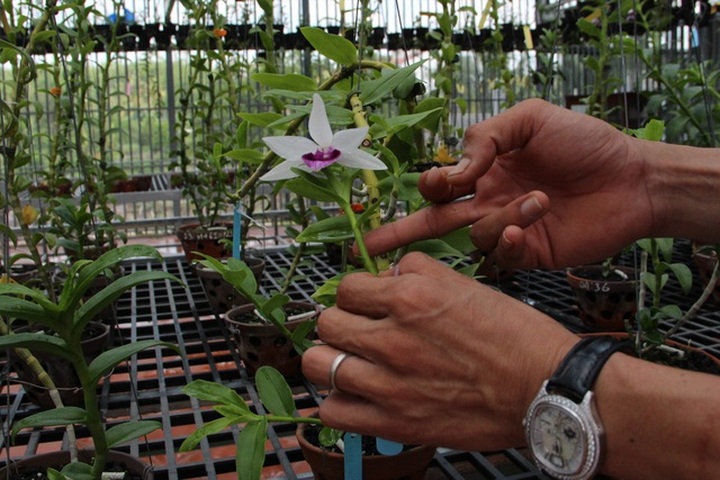 Gặp người mua 3 cây lan đột biến gene giá 32 tỷ đồng ở Bình Phước - 5