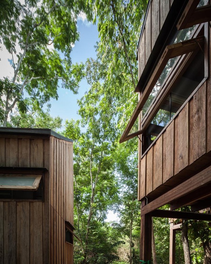 Gia đình chờ 30 năm để cây lớn thành rừng rồi mới xây nhà - 7