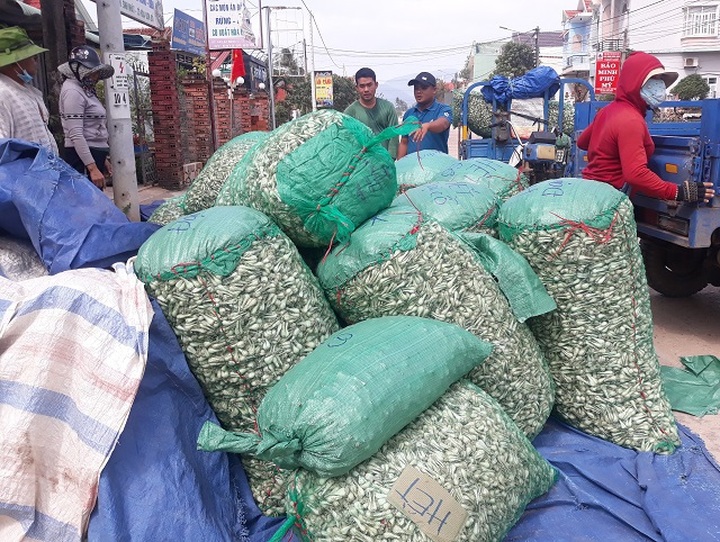 Giá kiệu Tết tăng cao, nông dân phấn khởi thu lãi tiền triệu mỗi sào - 2