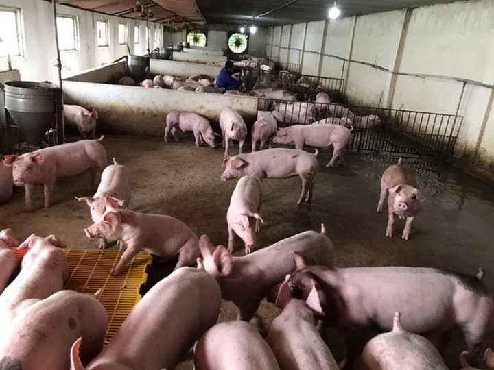 Giá lợn hơi giảm sâu, người tiêu dùng vẫn ít được hưởng lợi - 1