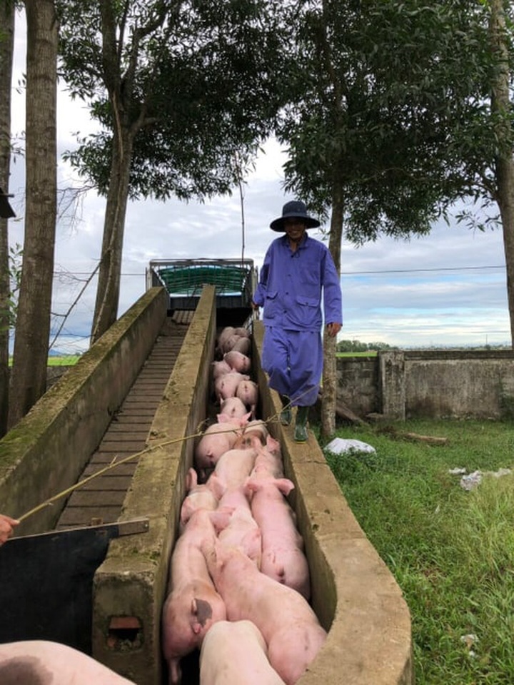 Giá lợn hơi giảm sâu, người tiêu dùng vẫn ít được hưởng lợi - 2