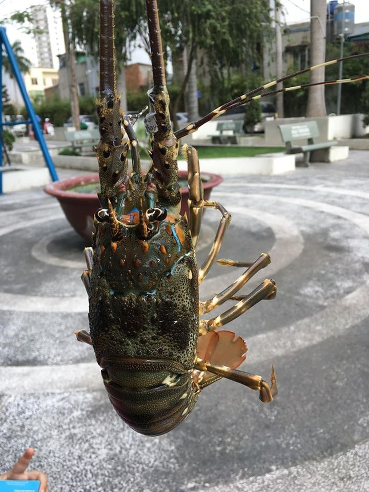 “Giải cứu” tôm hùm lãi 400 nghìn đồng/kg: Thực chất là giải cứu nhà hàng? - 2