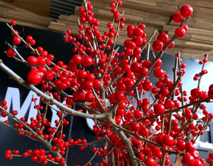 Giới nhà giàu Việt đốt hàng chục triệu đồng mua đào đông đỏ chơi Tết - 3