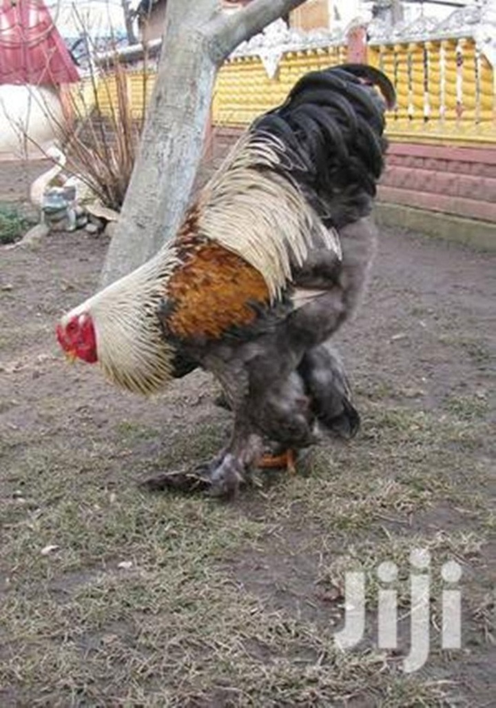 Giống gà có cái tên quý tộc, có thể to bằng đứa trẻ, giá lên tới 5 triệu đồng/con - 11