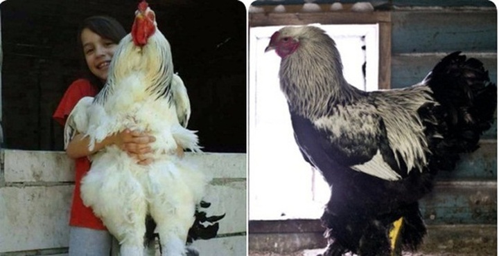 Giống gà có cái tên quý tộc, có thể to bằng đứa trẻ, giá lên tới 5 triệu đồng/con - 6