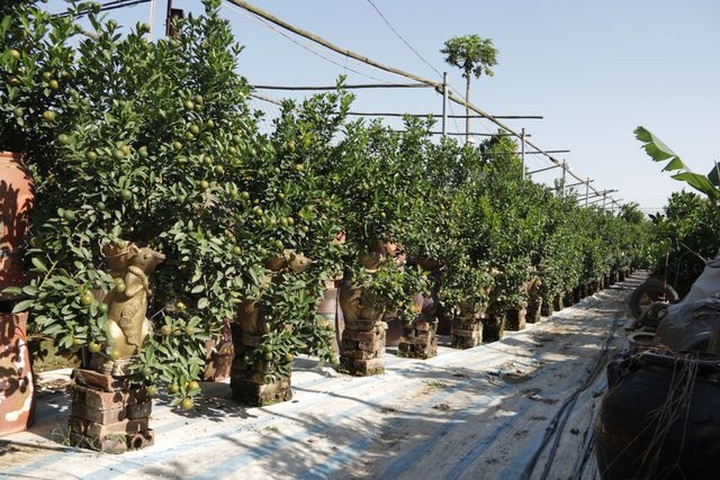 Hà Nội: Chuột vàng cõng quất cảnh giá bạc triệu chuẩn bị đón Tết - 1