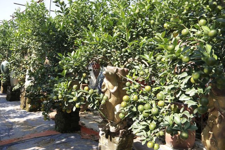 Hà Nội: Chuột vàng cõng quất cảnh giá bạc triệu chuẩn bị đón Tết - 2