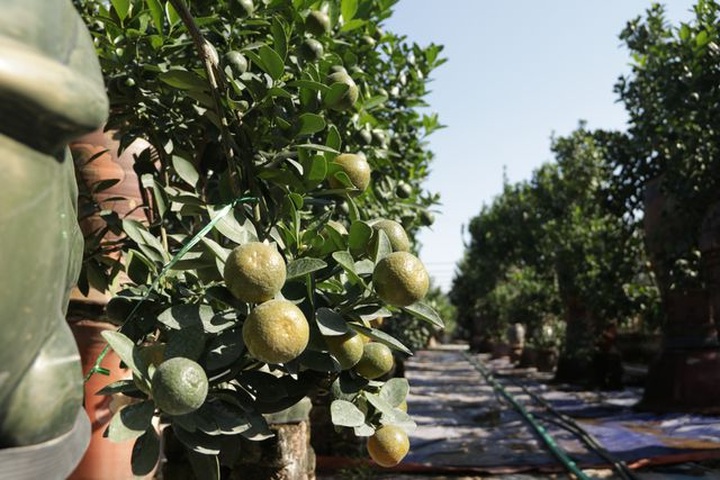 Hà Nội: Chuột vàng cõng quất cảnh giá bạc triệu chuẩn bị đón Tết - 11