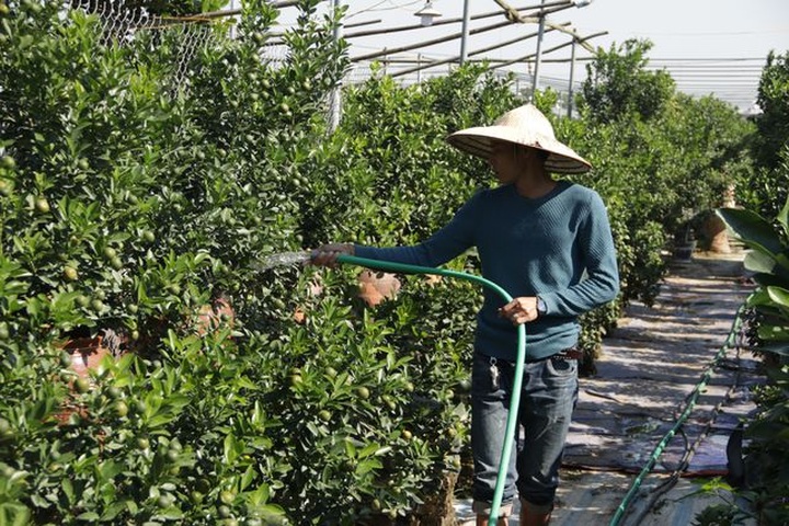 Hà Nội: Chuột vàng cõng quất cảnh giá bạc triệu chuẩn bị đón Tết - 4