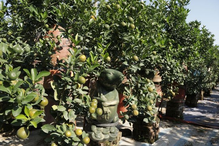 Hà Nội: Chuột vàng cõng quất cảnh giá bạc triệu chuẩn bị đón Tết - 5