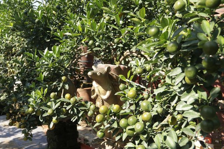 Hà Nội: Chuột vàng cõng quất cảnh giá bạc triệu chuẩn bị đón Tết - 6