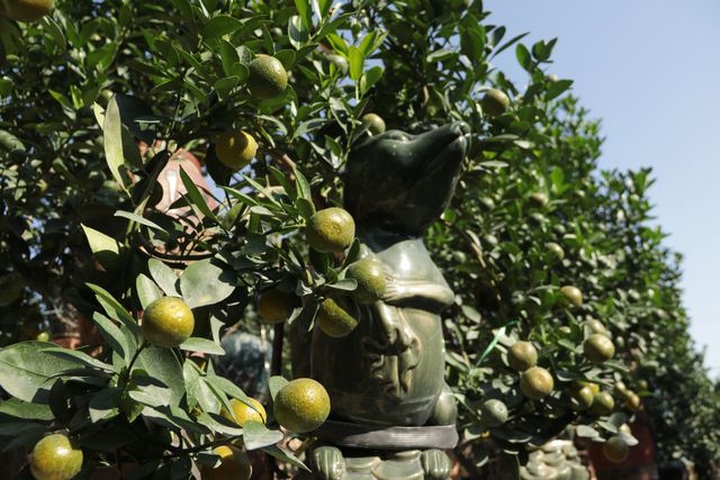 Hà Nội: Chuột vàng cõng quất cảnh giá bạc triệu chuẩn bị đón Tết - 7