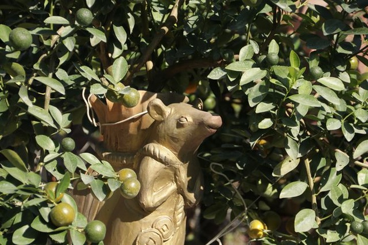 Hà Nội: Chuột vàng cõng quất cảnh giá bạc triệu chuẩn bị đón Tết - 10