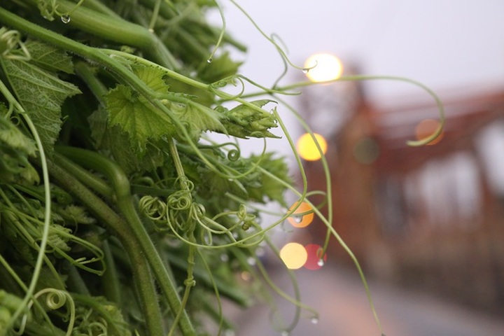 Hà Nội: Dậy từ 1h cắt rau bí, người trồng rau thu hàng chục triệu đồng/vụ - 11