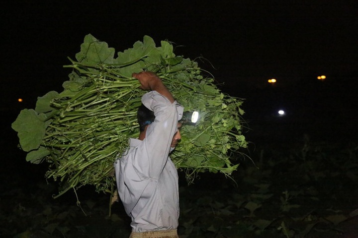 Hà Nội: Dậy từ 1h cắt rau bí, người trồng rau thu hàng chục triệu đồng/vụ - 3