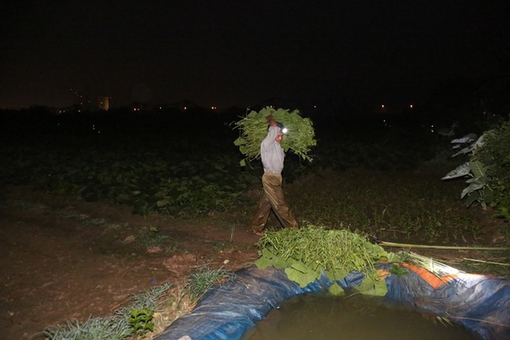 Hà Nội: Dậy từ 1h cắt rau bí, người trồng rau thu hàng chục triệu đồng/vụ - 5