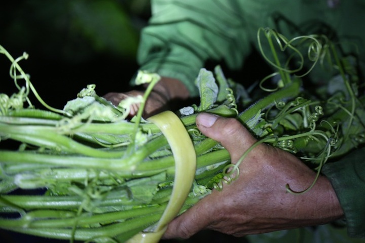 Hà Nội: Dậy từ 1h cắt rau bí, người trồng rau thu hàng chục triệu đồng/vụ - 6