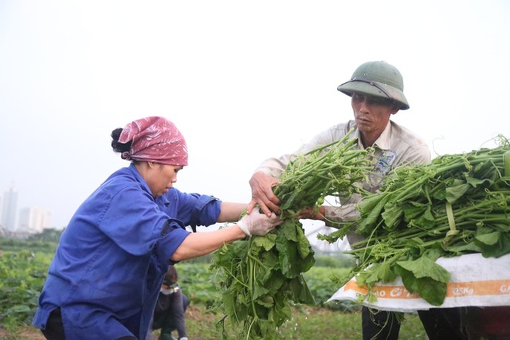 Hà Nội: Dậy từ 1h cắt rau bí, người trồng rau thu hàng chục triệu đồng/vụ - 9