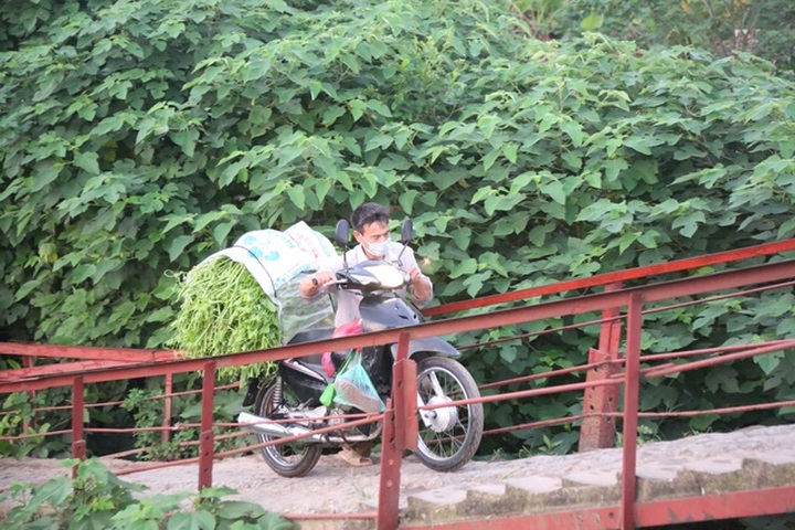 Hà Nội: Dậy từ 1h cắt rau bí, người trồng rau thu hàng chục triệu đồng/vụ - 10