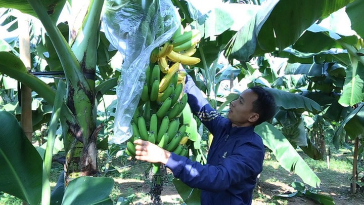 Anh Nguyễn Huy Toàn bên cạnh 1 buồng chuối còn non nhưng có những quả chuối đã chín vàng nghi bị kẻ gian phun thuốc chín ép.