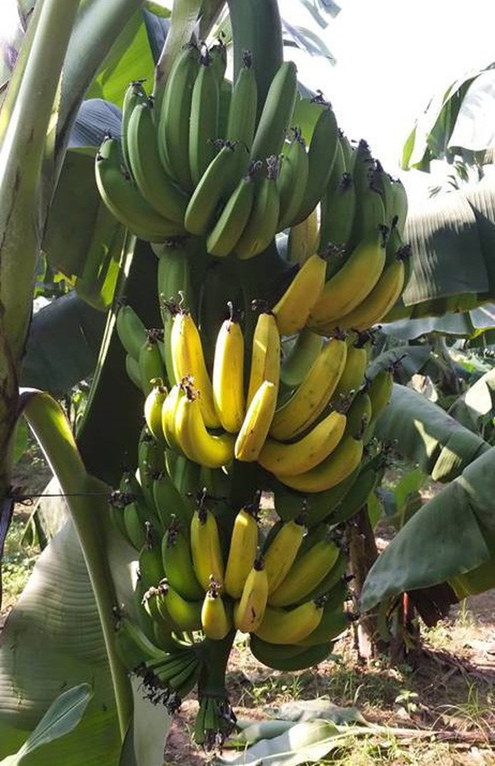 Cả buồng chuối quả còn rất non nhưng lại có biểu hiện bị chín sớm.