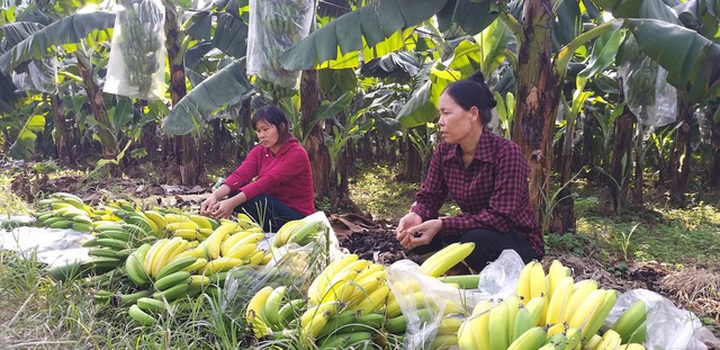 Những buồng chuối chín vàng bị chặt bỏ nghi do kẻ xấu phun thuốc ép chín.