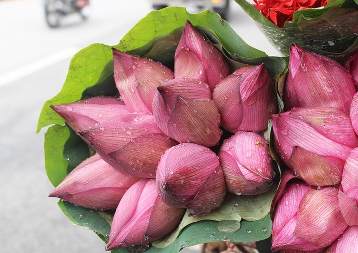 Hà Nội: Hoa sen xuống phố, thơm ngát cả vùng trời! - 2