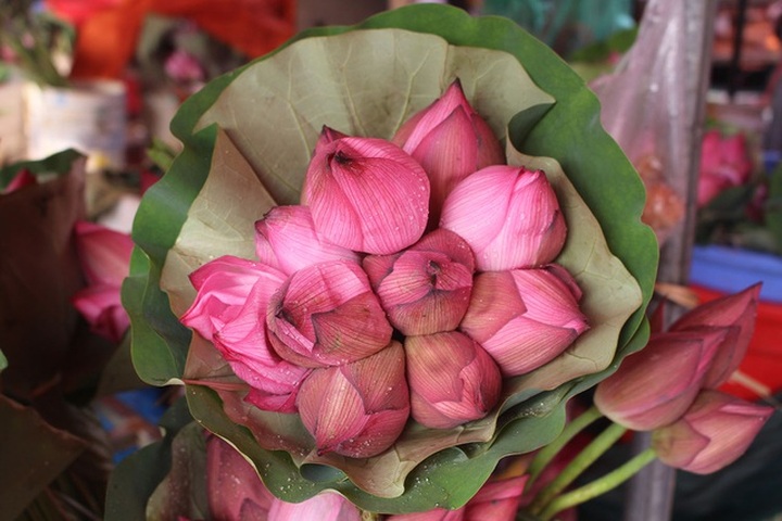 Hà Nội: Hoa sen xuống phố, thơm ngát cả vùng trời! - 5