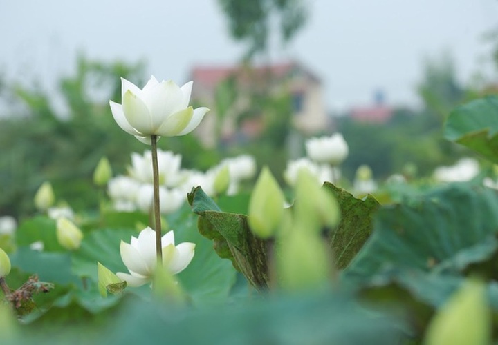 Hà Nội: Hoa sen xuống phố, thơm ngát cả vùng trời! - 7