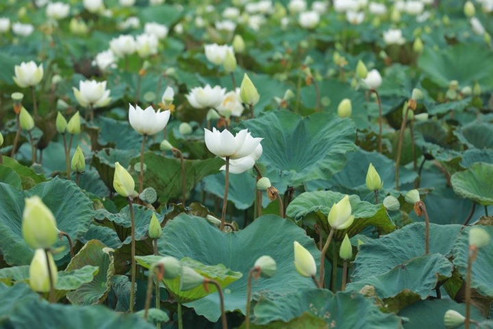 Hà Nội: Hoa sen xuống phố, thơm ngát cả vùng trời! - 9