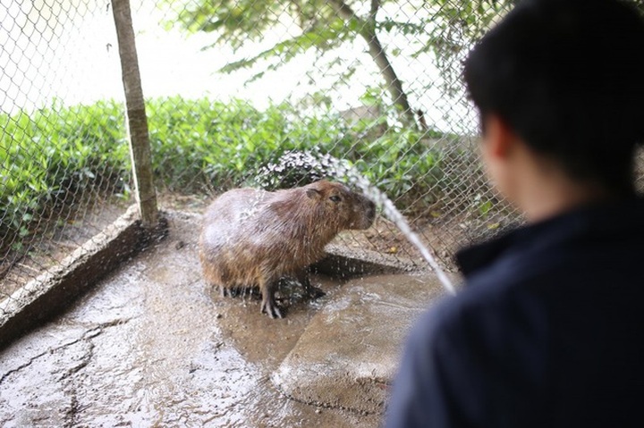 Hà Nội xuất hiện chuột khổng lồ nặng hơn 50 kg nuôi như nuôi lợn - 6