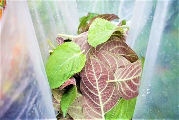 Hái ra tiền với cây leo bờ rào mà không mất một đồng đầu tư - 7