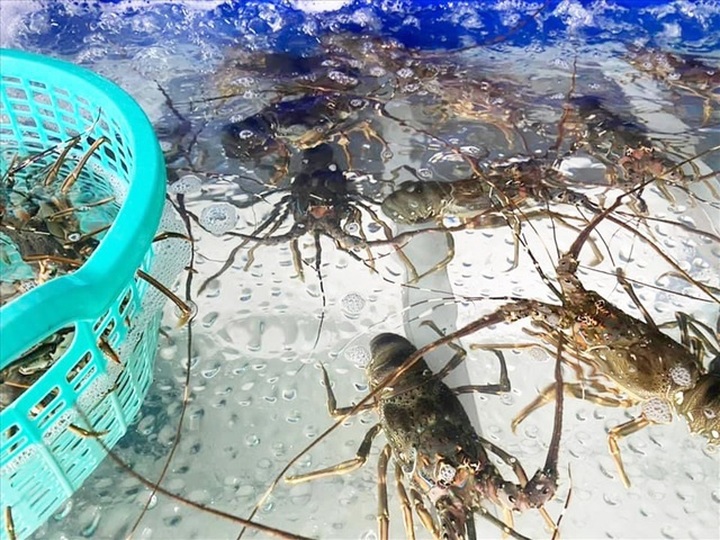 Hải sản hạng sang bán rẻ chưa từng thấy - 1