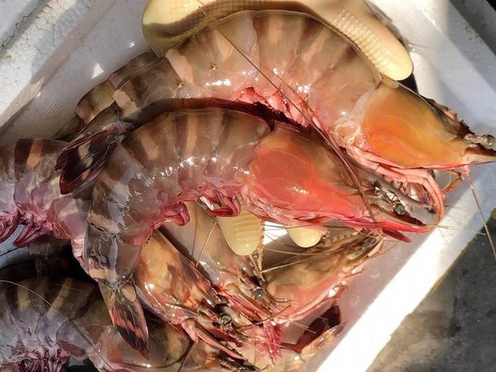 Hải sản hạng sang bán rẻ chưa từng thấy - 2