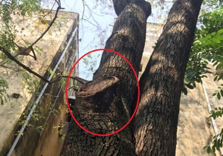 Hàng cây sưa quý ở Hà Nội bất ngờ rụng lá sau khi từ chối bán - 12