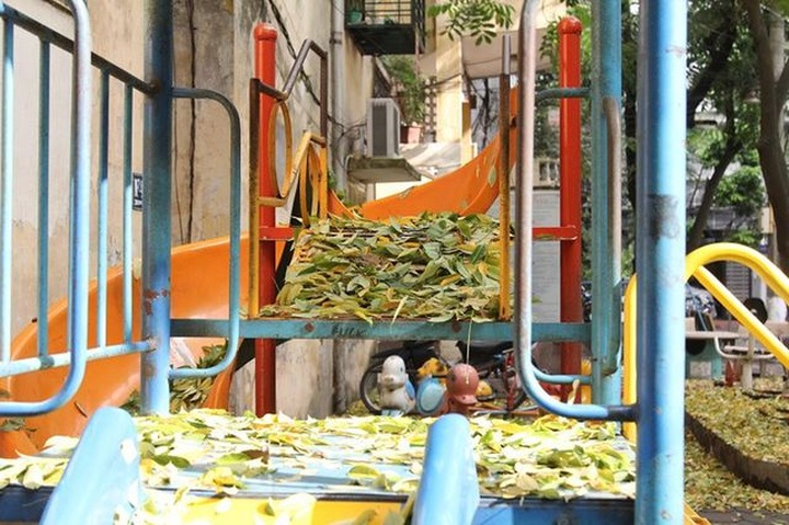 Hàng cây sưa quý ở Hà Nội bất ngờ rụng lá sau khi từ chối bán - 10