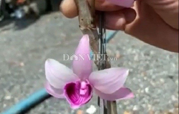 Hàng khủng Lâm Đồng: Chậu lan Giả hạc đột biến bán giá 5 tỷ đồng - 3