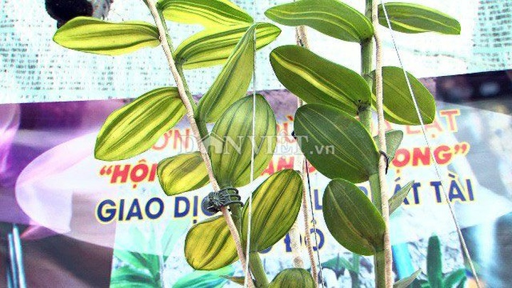 Hàng khủng Lâm Đồng: Chậu lan Giả hạc đột biến bán giá 5 tỷ đồng - 4