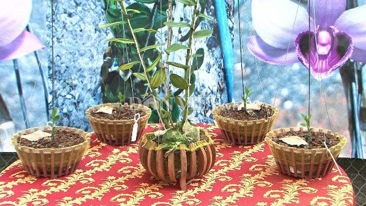 Hàng khủng Lâm Đồng: Chậu lan Giả hạc đột biến bán giá 5 tỷ đồng - 5