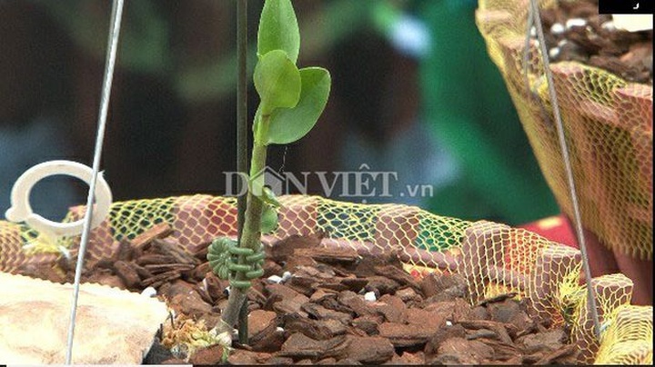 Hàng khủng Lâm Đồng: Chậu lan Giả hạc đột biến bán giá 5 tỷ đồng - 6