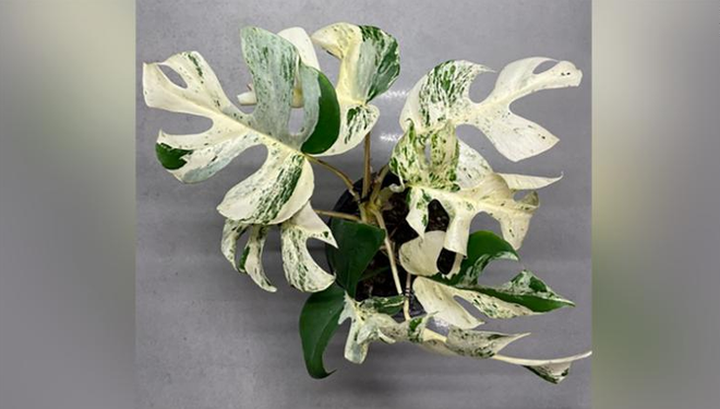 Hàng trăm người tranh nhau mua cây cảnh đột biến gần 20.000 USD - 1