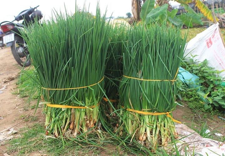 Hành lá rớt giá, cho không ai lấy đã được thu mua với giá 3.000 đồng/kg - 1