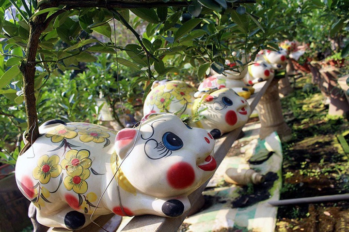 Không khí Tết đã về trên nhiều nhà vườn trồng quất ở Tứ Liên. Những chú heo cõng quất bonsai đang trở thành điểm nhấn độc đáo trong dịp chào xuân Kỷ Hợi 2019.