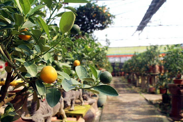 Để tránh tác động khi thời tiết xấu, nhiều nhà vườn đã lắp mái che để bảo vệ dàn quất bonsai. Phiếu tên của khách đã đặt hàng sẽ được chủ vườn treo trực tiếp trên cây để đánh dấu chủ quyền.