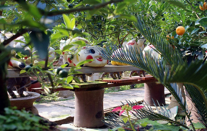 Vườn trồng được thiết kế nhiều giá để đỡ các chậu quất bonsai.