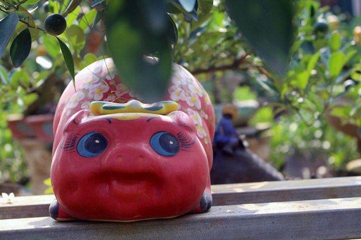 Chậu sứ hình chú heo được anh Mạnh đặt xưởng gốm làm từ một năm trước, khi có chậu sẽ tiến hành trồng cây để phục vụ cho đợt Tết.