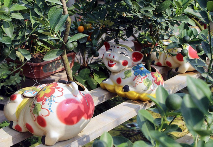 Để tiện cho việc chăm sóc, đằng sau lưng mỗi chú heo thường có một lỗ khoét nhỏ, chủ vườn thông qua đó sẽ tưới nước, bón phân, vun xới và kiểm tra cây.